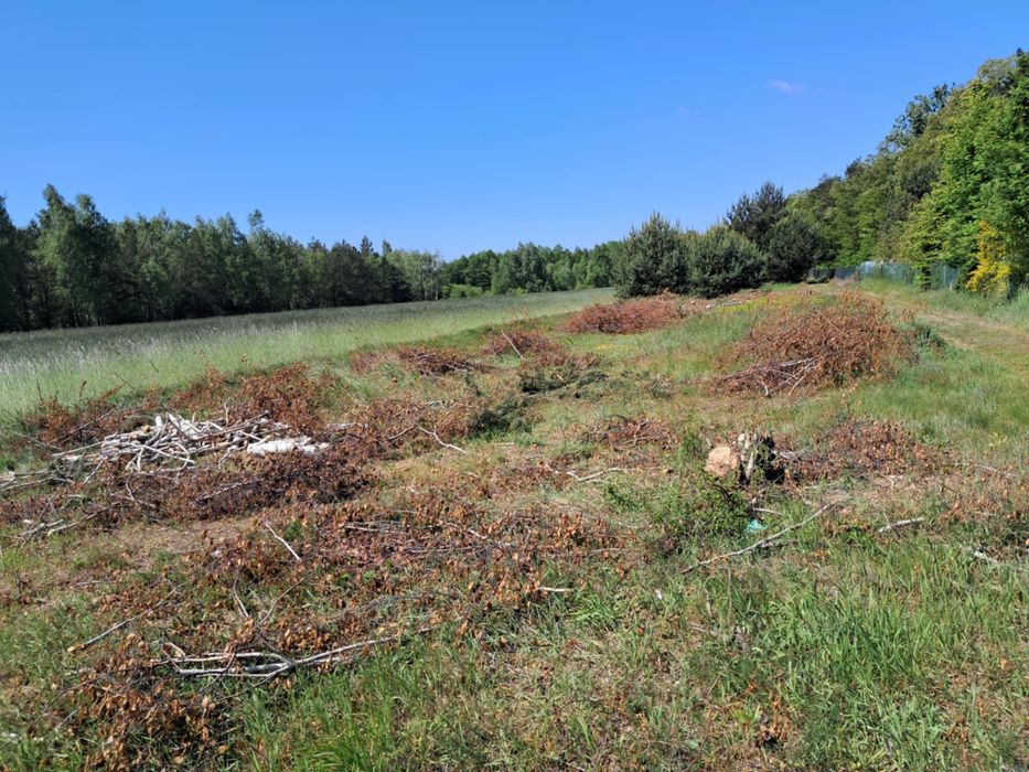 Oddam za darmo drzewo drewno gałęzie na rębak