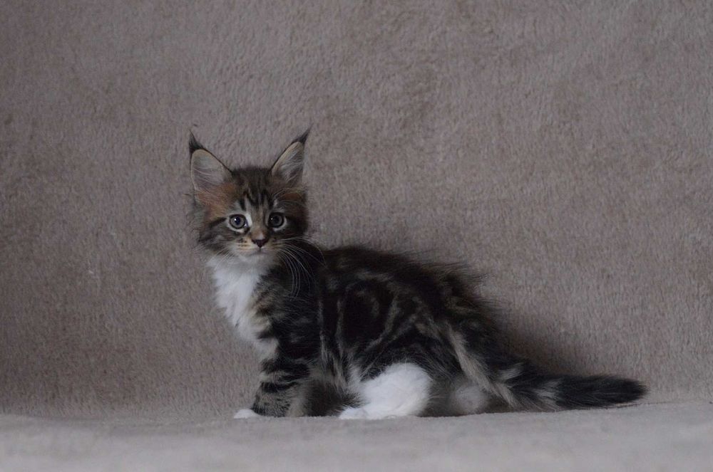 Dziewczynka MCO z rodowodem FPL