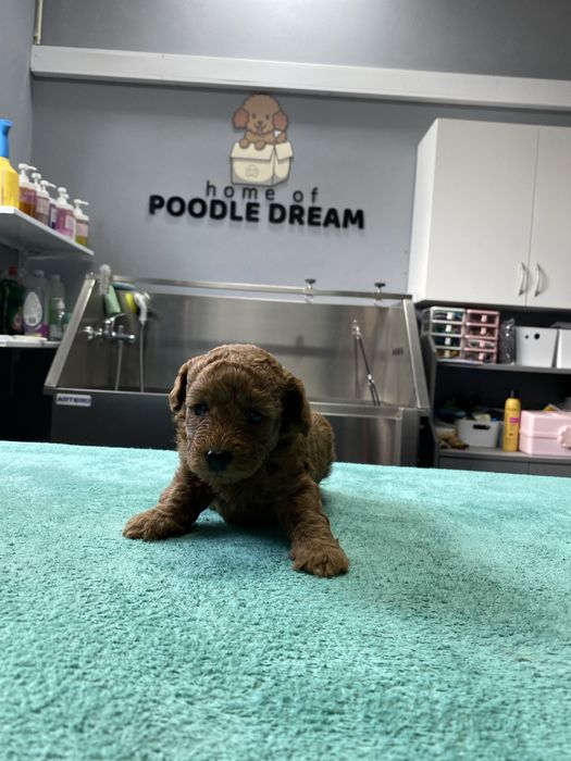 Linda puppy de Caniche/Poodle toy vermelho procura novo dono!!!