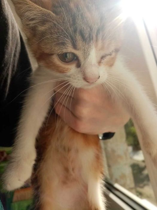 БЕСПЛАТНО отдаём котёнка в добрые руки!