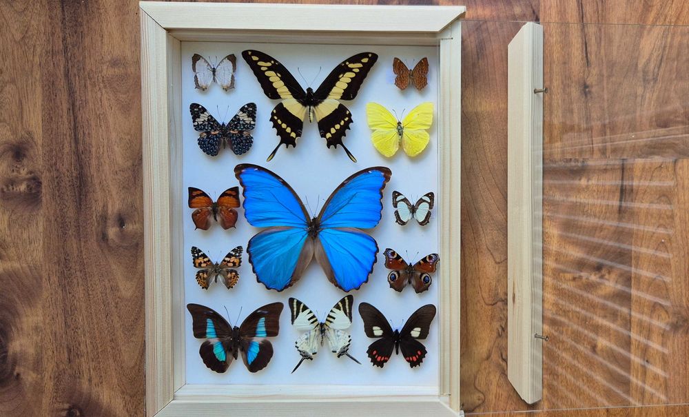 Gablotka motyle Morpho godarti didius Papilio Cyrestis i inne na ścianę
