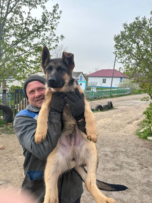 Німецька вівчарка:розумні та віддані цуценята