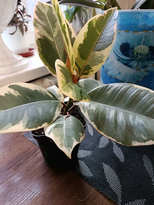 Продам фікуси Тенеке.