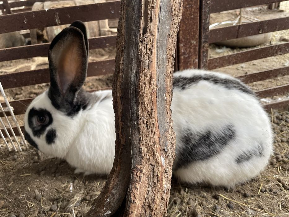 Кролик самец молодой