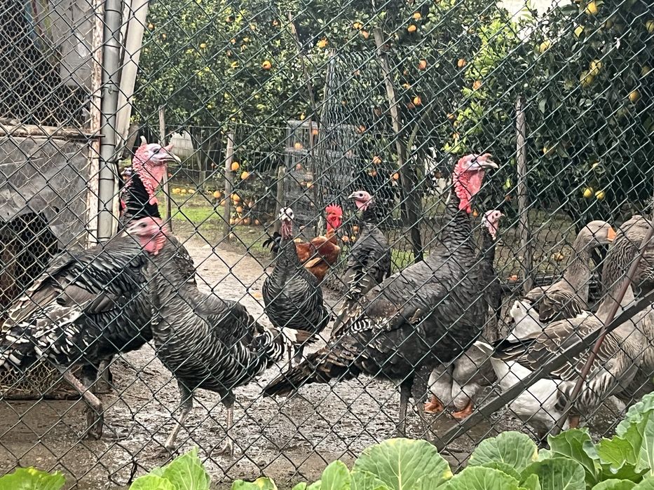 Vendo perús(Machos)