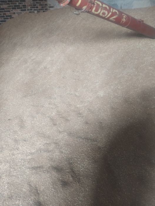 Ekologia Pszenica jara Tybalt z certyfikatem