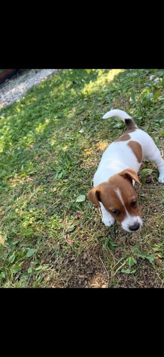 Jack russell terrier