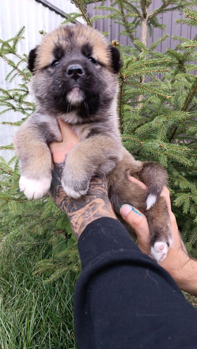 Американська акіта