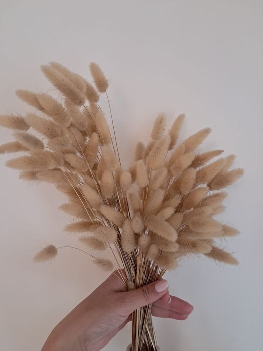 Plantas secas  (natural)