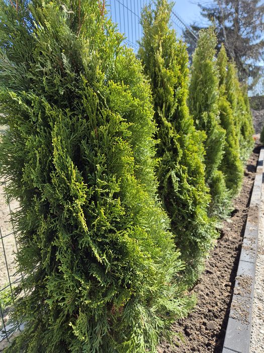 Cięcie tuja, żywopłotu szybka realizacja