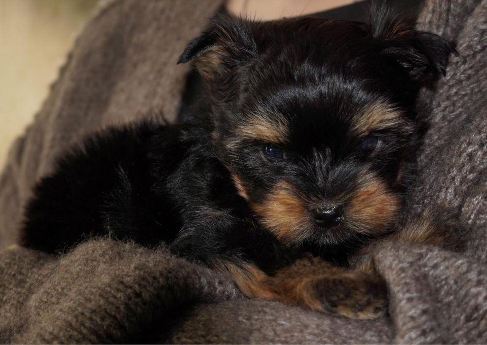 Yorkshire Terrier , york ,