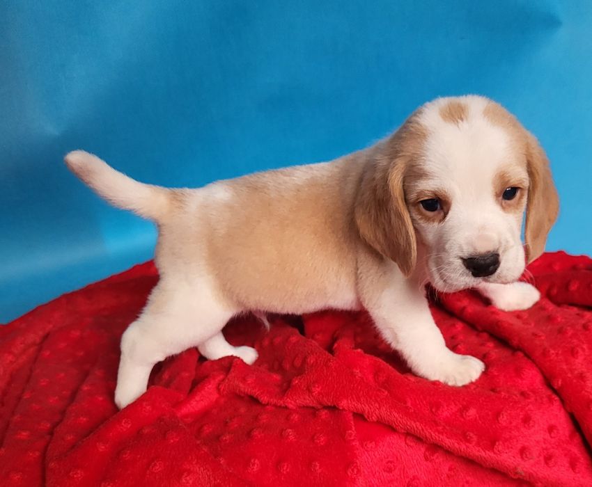 Beagle piesek sprzedam