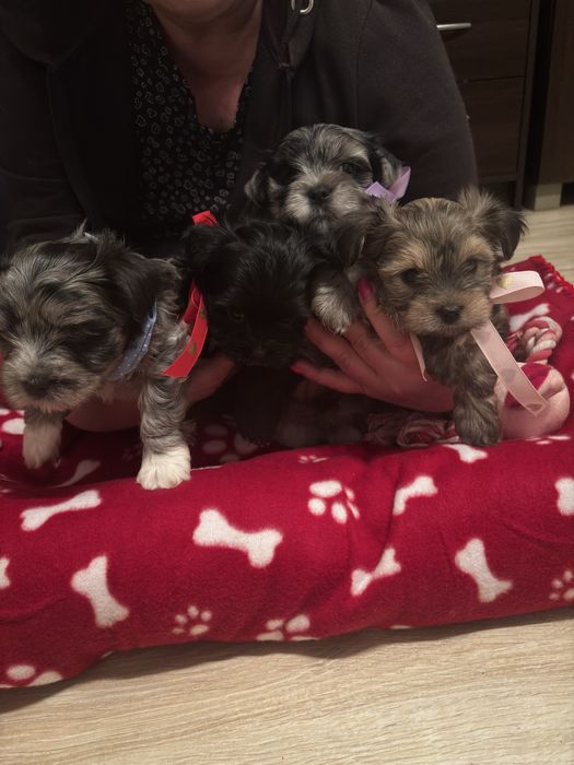 Sunia Yorkshire Terrier Blueberry Merle