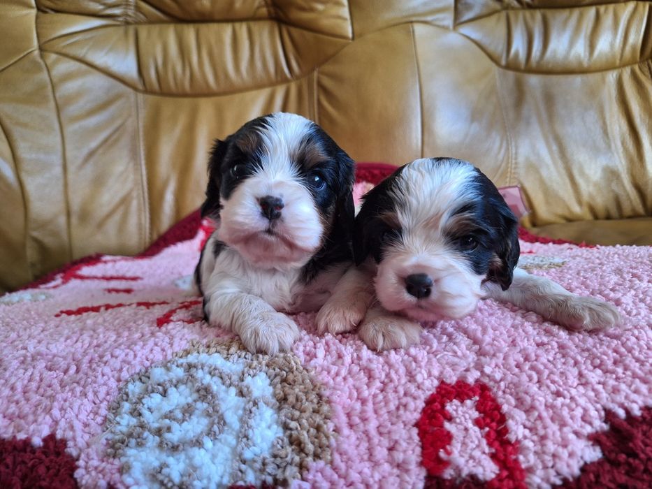 Cavalier King Charles Spaniel piesek tricolor