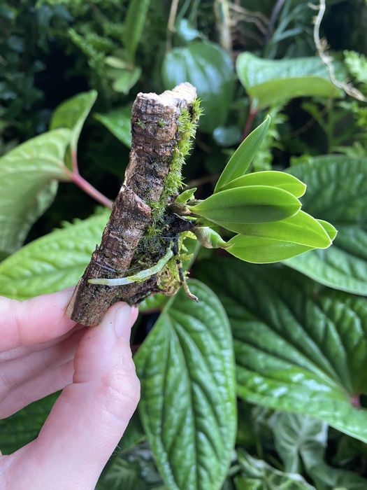 Мініатюрна орхідея Sophronitis wittigiana syn rosea