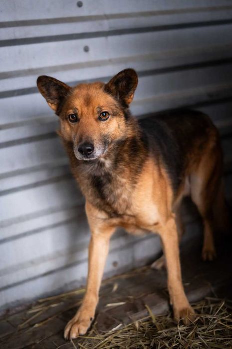 Simba - niezależny, dumny, wolny duch - pies do adopcji.