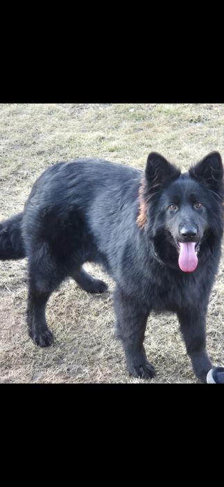 Owczarek niemiecki suczka