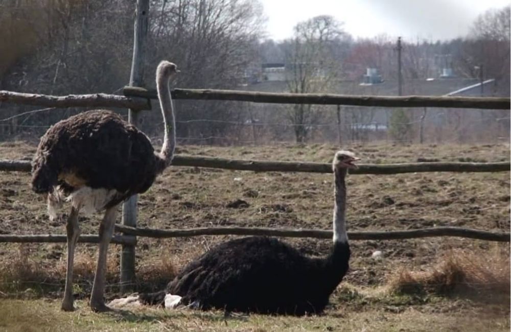Strus,strusie afrykańskie,para.
