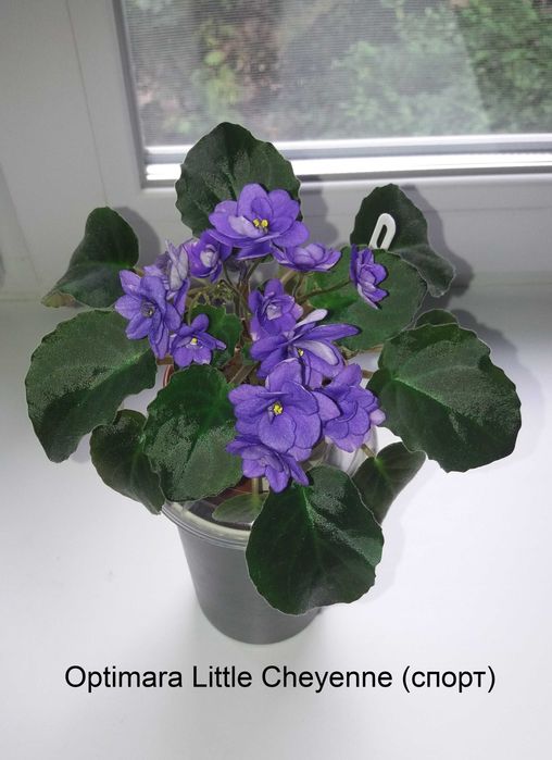 Фиалки сортовые, листья, цветущие. Сенполии