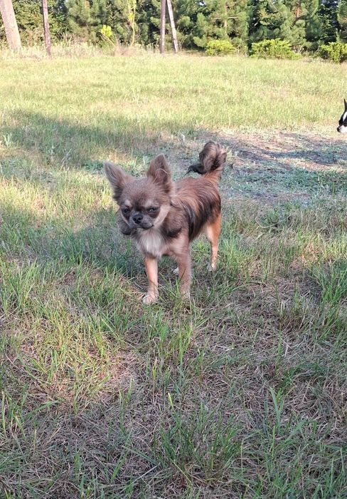 Chihuahua suczka, piesek odchowane 7 miesięczne piękne
