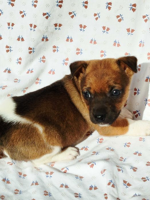 Jack Russell terrier pies tel.-575302039