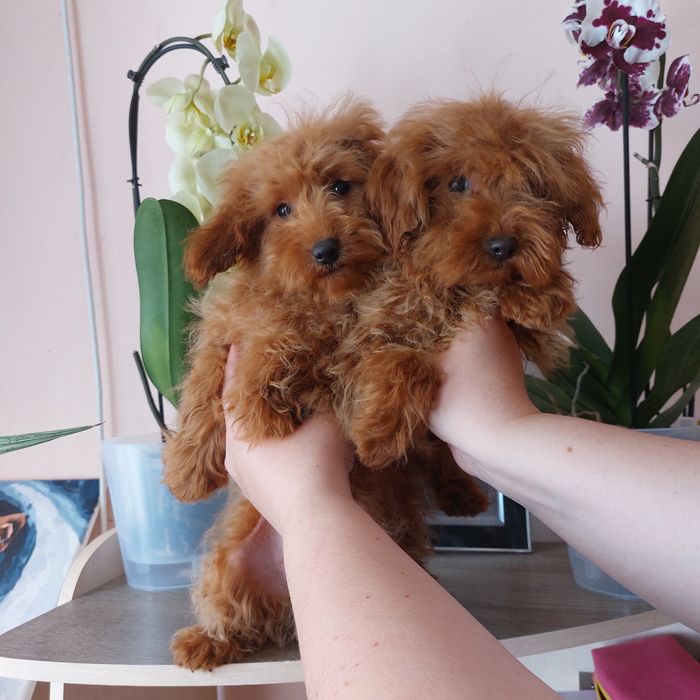 Хлопчики Мальтипу