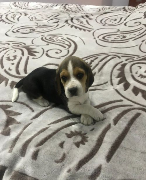 Бигль готовые к переезду