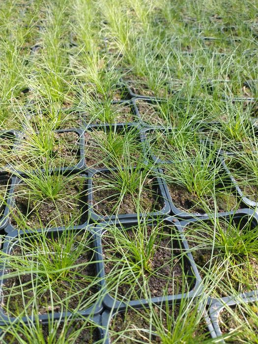 Dowóz Kostrzewa miotlasta zielona niedźwiedzie futro