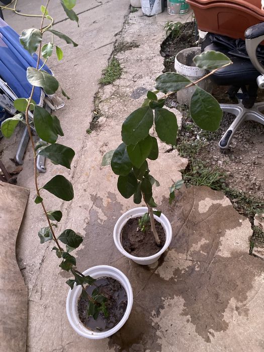 Arvore de feijoa