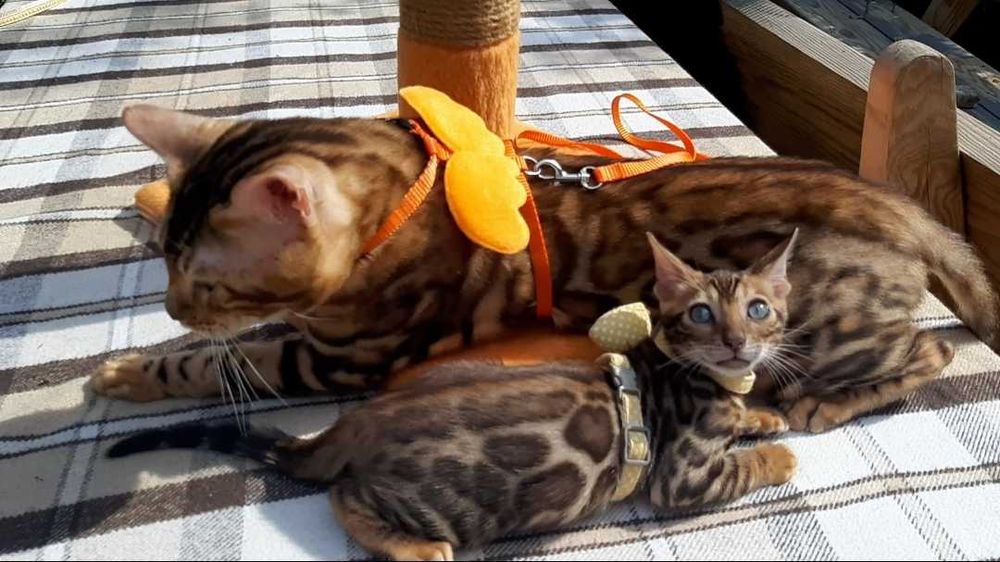 Елітний бенгальський хлопчик, весь в  татка! Велика 3D розетка