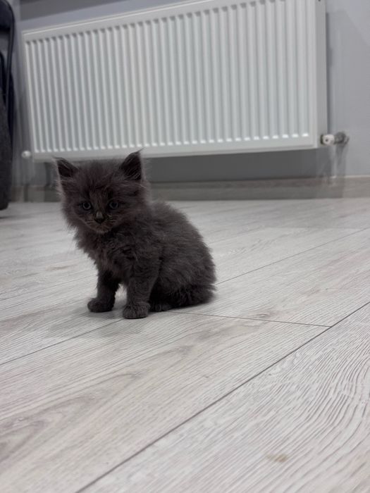 Котята себирская кошка