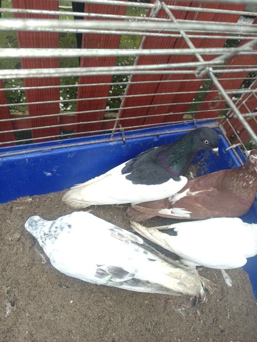Sprzedam gołębie rasowe 7  sztuk MOŻLIWOŚĆ WYSYŁKI