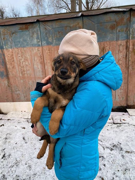 Щенята безкоштовно