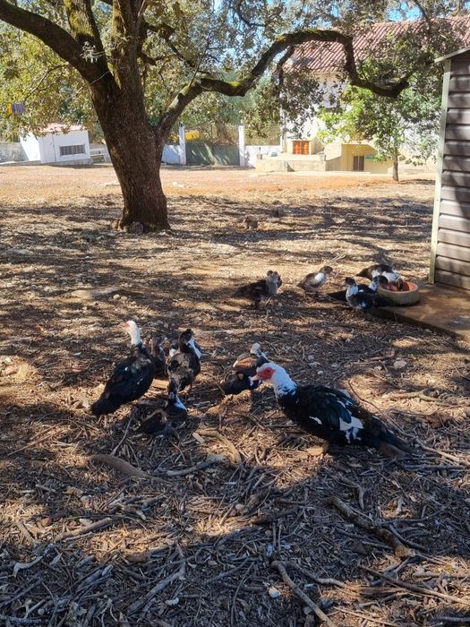 Aves, patos e galinhas