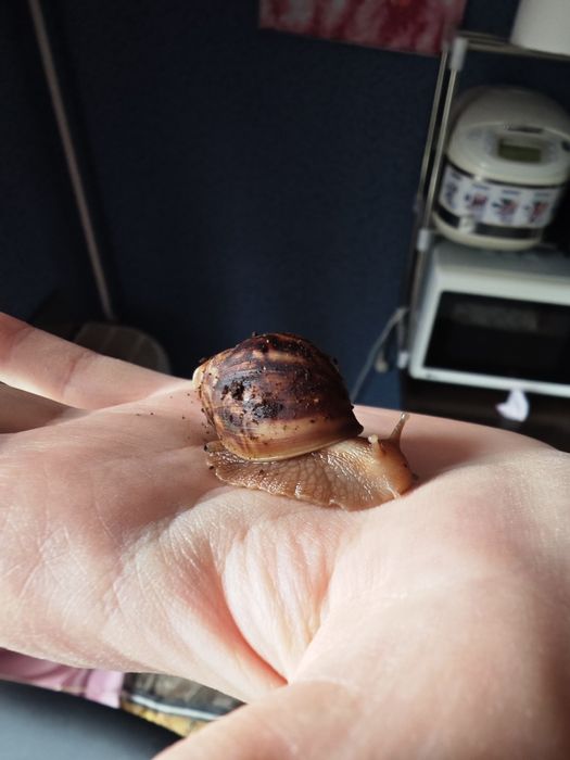 Домашні Равлики Ахатини