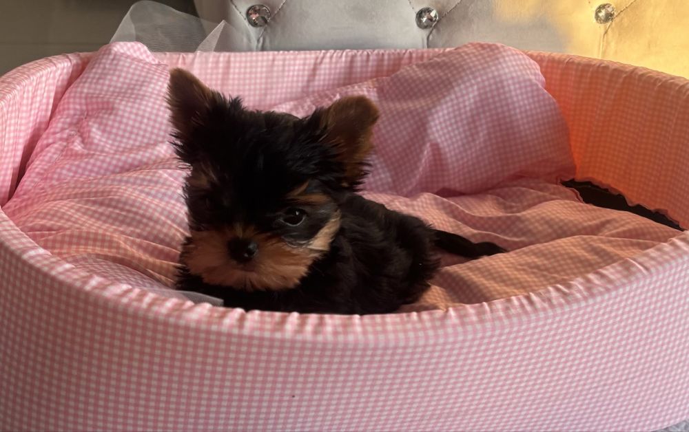 Yorkahirw terrier xxs REZERWACJA