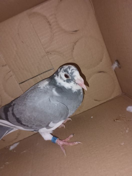 Pombos correios para ceder