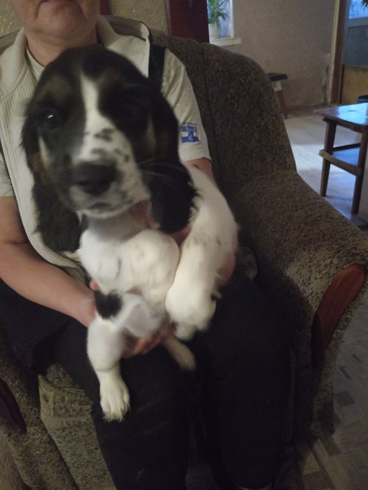 Русский спаниель