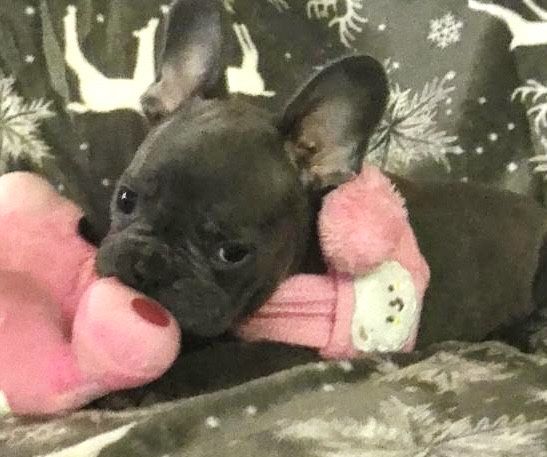 Buldog francuski niebieski prześliczna  suczka