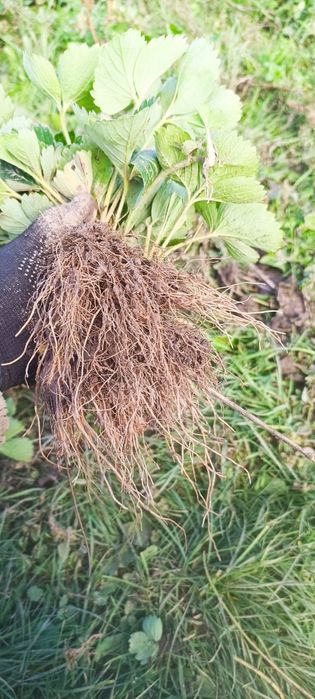 КопаніСаджанці великоплідної полуниці,Касетні