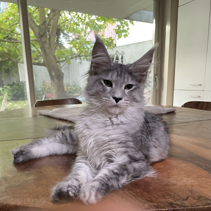 Koteczka maine coon