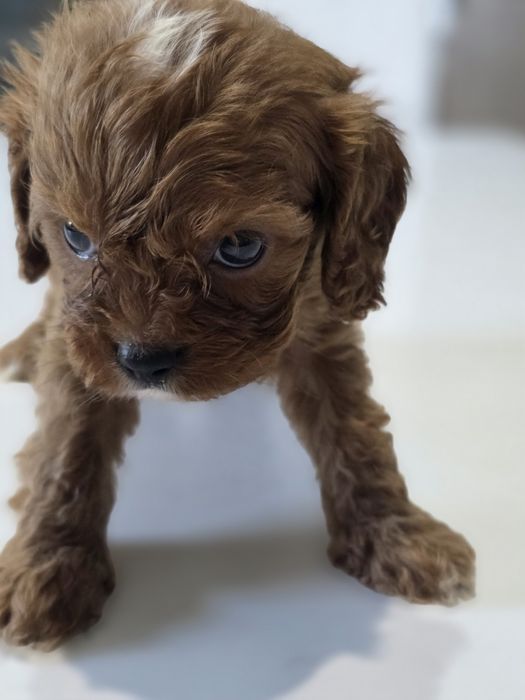 Cavapoo Samiec do odbioru badania genetyczne