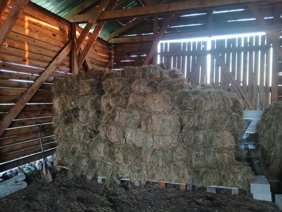 Sprzedam Kostki Siana