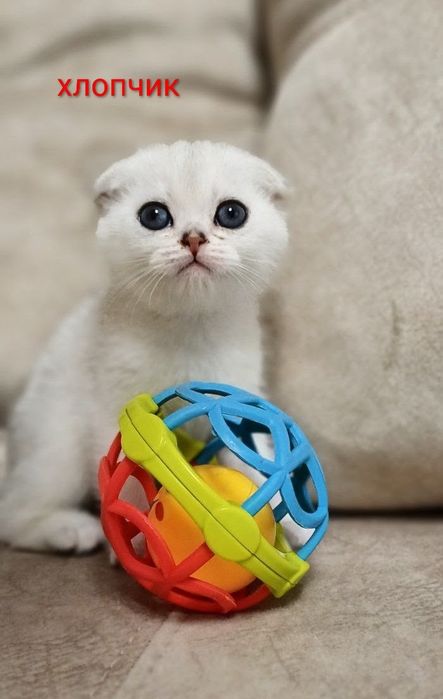 Шотландські кошенята