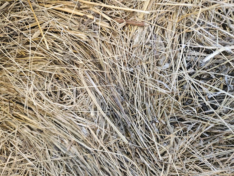Siano w ściółkę/do przebrania.