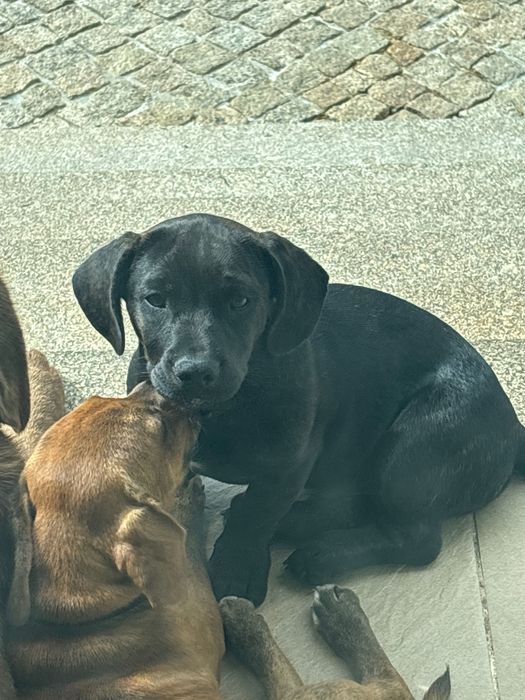 Cão 3 meses para adoção