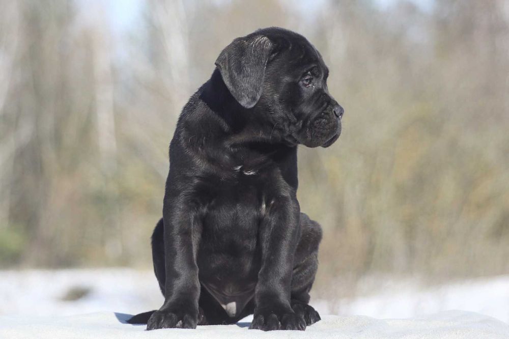 Хлопчик кане корсо КСУ