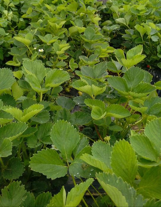 Mudas de Morangueiro