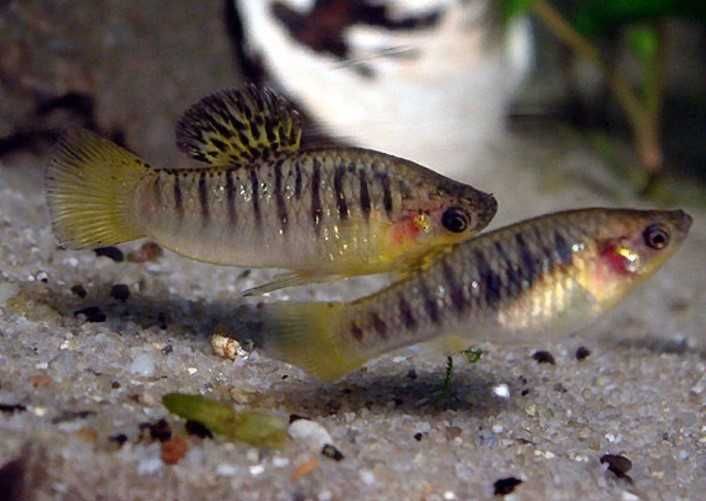 Limia nigrofasciata limka garbatka