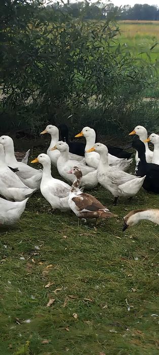 Sprzedam gęsi kubańskie